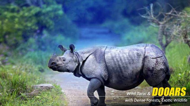 dooars-packages-with-jaldapara-elephant-safari